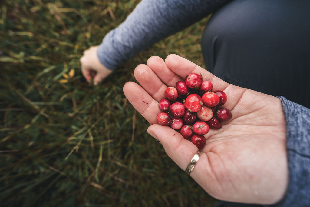 Foraged wild food from the Newfoundland coastline