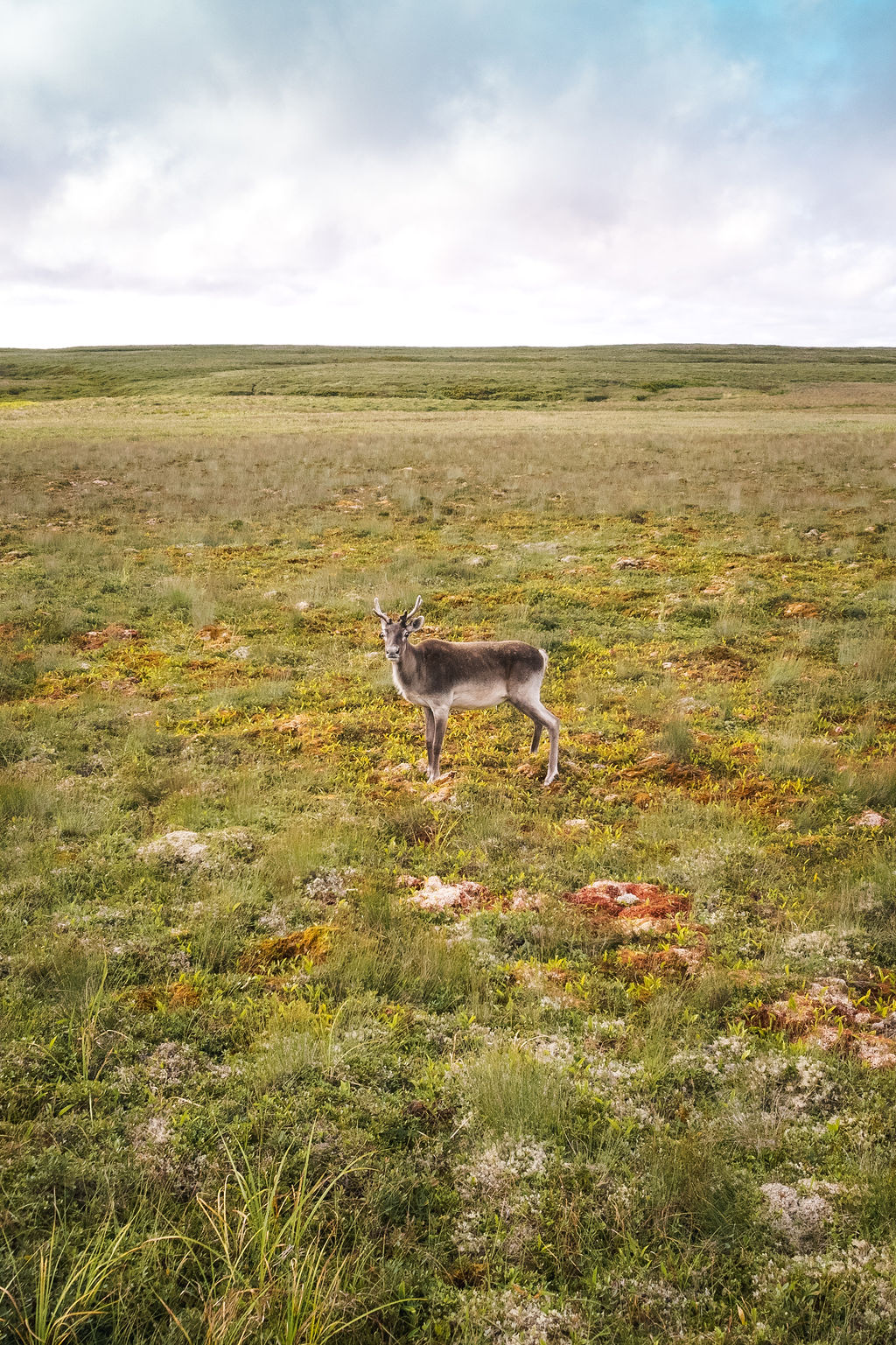 Caribou on the open barrens near St. Shott's, Irish Loop, Newfoundland