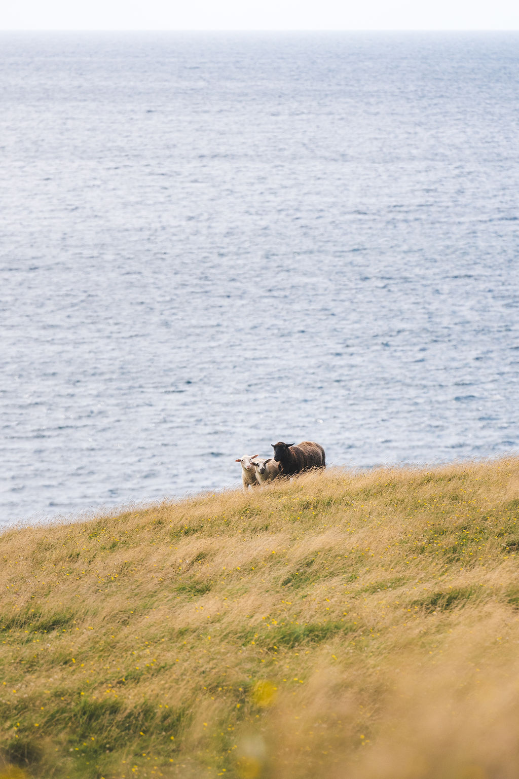 Sheep grazing on a coastal hillside along the Irish Loop