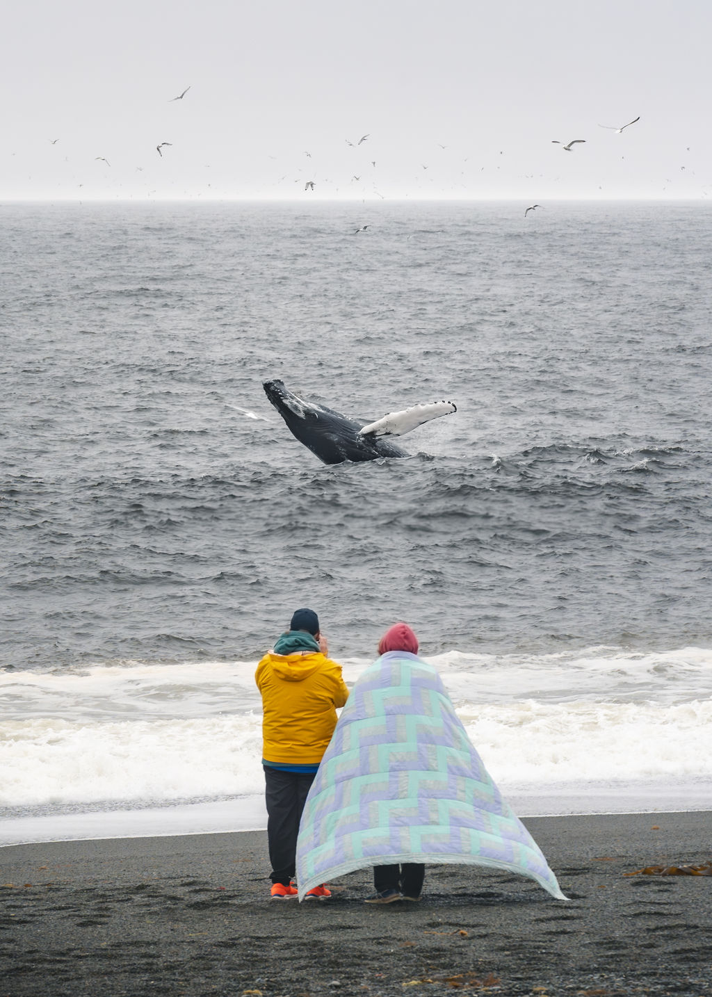 Humpback whale feeding close to shore at St. Vincent's beach, Newfoundland
