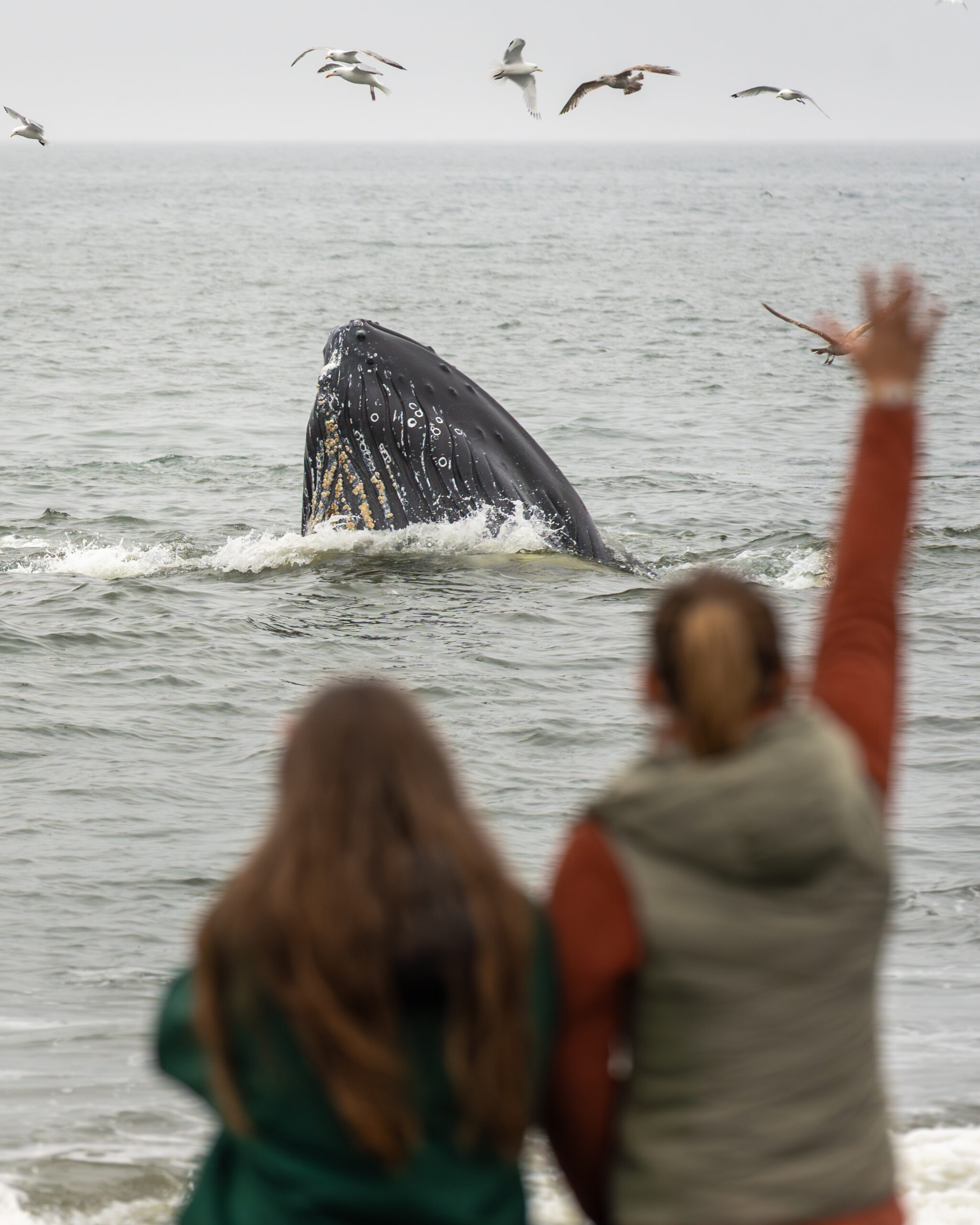 Watching a humpback whale feed close to shore at St. Vincent's beach on the Irish Loop, Newfoundland